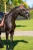 nauszniki coral equestrian stockholm  (7).webp