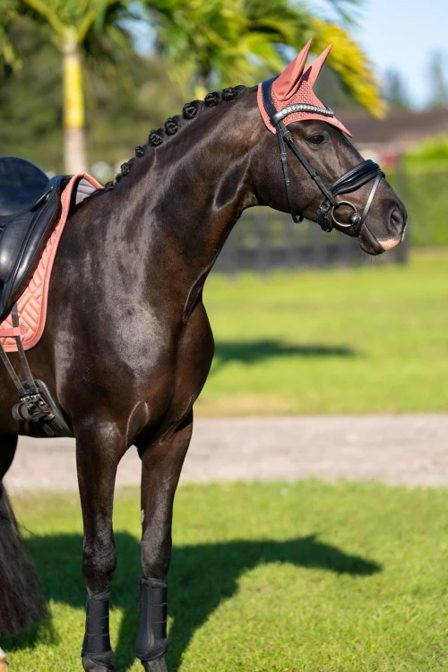 nauszniki coral equestrian stockholm  (7).webp