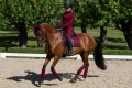 nauszniki dla koni bordowe equestrian stockholm  (2).webp