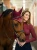 nauszniki bordowe equestrian stockholm  (1).webp