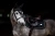 czaprak black gold skokowy equestrian stockholm  (1).webp