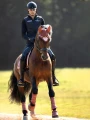 ochraniacze ujeżdżeniowe różowe amber rose equestrian stockholm  (4).webp
