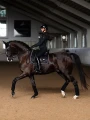 czaprak ujeżdżeniowy czarny black equestrian stockholm  (3).webp