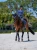 czaprak ujeżdżeniowy granatowy midnight blue equestrian stockholm  (4).webp