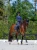 czaprak ujeżdżeniowy granatowy midnight blue equestrian stockholm  (5).webp