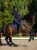 czaprak ujeżdżeniowy granatowy midnight blue equestrian stockholm  (6).webp