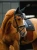 nauszniki czarne kryształki equestrian stockholm  (4).webp