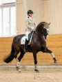 czaprak ujeżdżeniowy biały beżowy equestrian stockholm  (6).webp