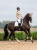czaprak ujeżdżeniowy biały beżowy equestrian stockholm  (7).webp