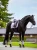 czaprak ujeżdżeniowy lavender equestrian stockholm  (5).webp