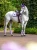 czaprak skokowy lawendowy equestrian stockholm  (5).webp