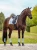 czaprak ujeżdżeniowy ice blue equestrian stockholm  (5).webp