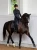 black-edition-ear-bonnet4.webp