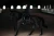 owijki dla koni czarne equestrian stockholm  (1).webp