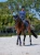 ochraniacze dla koni granatowe equestrian stockholm mesh  (4).webp