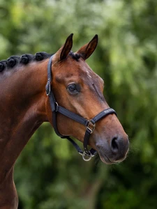 Kantar Line Black Equestrian Stockholm 