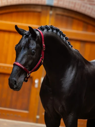 kantar dla koni bordowy equestrian stockholm  (1).webp