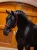 kantar dla koni bordowy equestrian stockholm  (1).webp