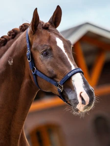 Kantar Line Midnight Blue Equestrian Stockholm