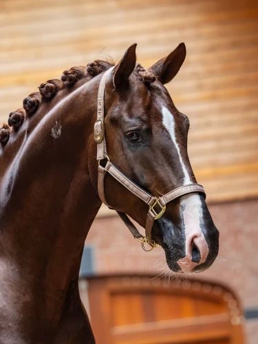 kantar dla koni beżowy equestrian stockholm  (1).webp