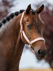 Kantar Line Pink Equestrian Stockholm