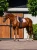 czaprak skokowy różowy equestrian stockholm  (5).webp