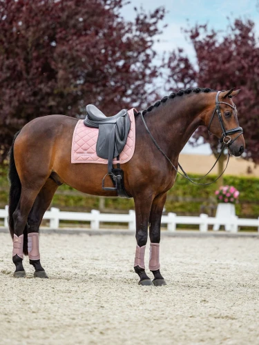 czaprak ujeżdżeniowy różowy equestrian stockholm  (7).webp