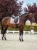 czaprak ujeżdżeniowy różowy equestrian stockholm  (7).webp
