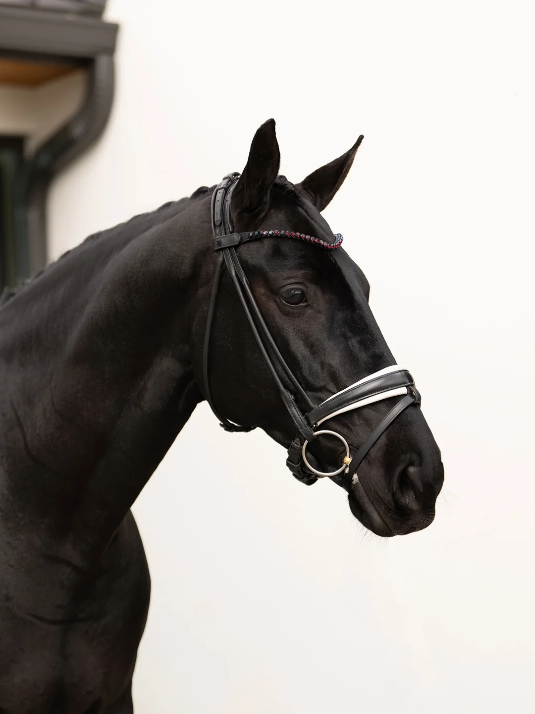naczółek merlot czerwony equestrian stockholm  (2).webp